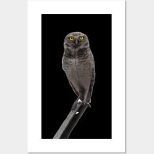 owl Posters and Art